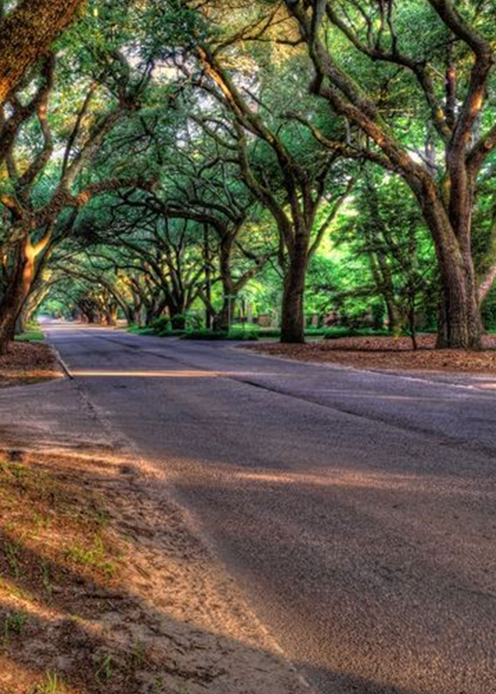 Aiken-tree-lined